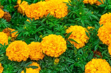 Çiçek tarhında güzel kadife çiçekleri, parlak çiçekli arka plan.