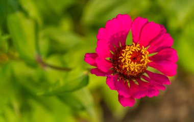 Pembe zinya zarafeti, gençlik ve yaş olarak bilinir, sıradan zinya veya zarif zinya. Pembe zinnia çiçeklerinin güzel arkaplanı, kopyalama alanı.