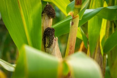 Bir tarlada ölen bir mısır tanesinin yakın çekimi..