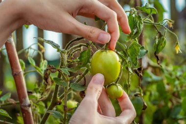 Kadının eli, bahçedeki bir dalda olgunlaşmamış bir domates tutuyor. Seçici odak