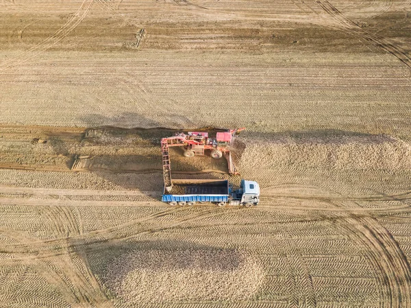 Drone view of a tractor, a combine harvester that loads sugar beets into a truck in the middle of a field, top view. Agricultural work. Sugar beet harvesting
