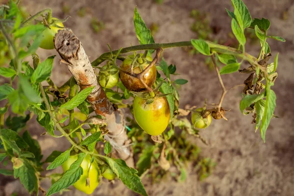 Tomat Dipengaruhi Oleh Phytophthora Phytophthora Infestans Kebun Close Pertarungan Melawan — Stok Foto