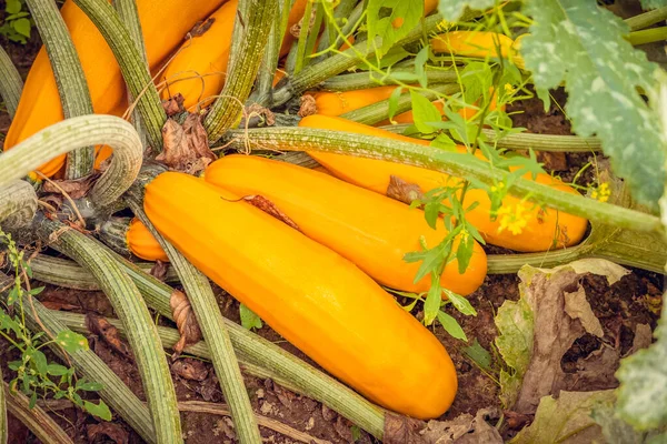 Sacco Zucchine Mature Arancioni Primo Piano Giardino Vendemmia — Foto Stock