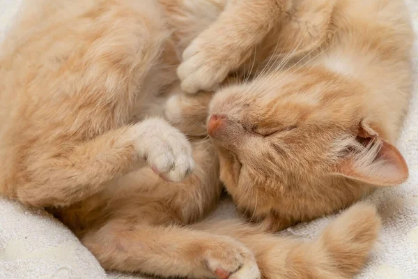 Симпатичный Красивый Красный Котенок Свернувшийся Шар Спящий Белом Покрывале Вблизи — стоковое фото