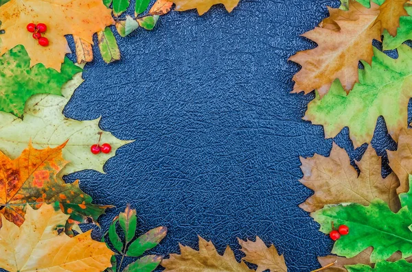 Яркий Осенний Фон Осенними Листьями Клена Дуба Рябины Синем Текстурированном — стоковое фото