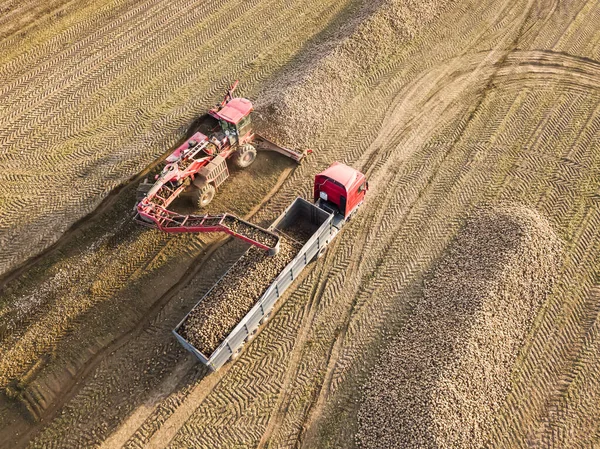 Drone view of a tractor that loads sugar beets into a truck in the middle of a field. Agricultural work. Sugar beet harvesting