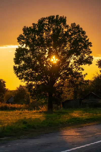 Sun sets behind a lone tree on the side of the road in the countryside at sunset. Beautiful landscape at sunset in the countryside. Tree with the sun at sunset. Vertical photo