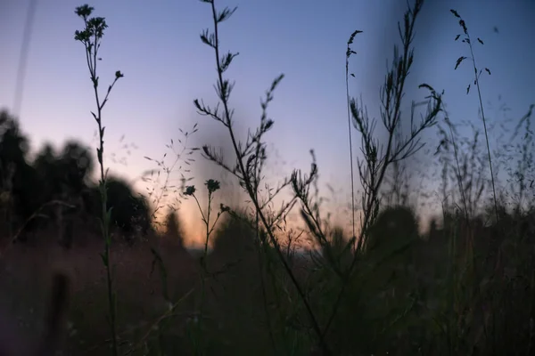 Grass Background Beautiful Sunset Sky Evening Photo Bottom Top Beautiful — Stock Photo, Image