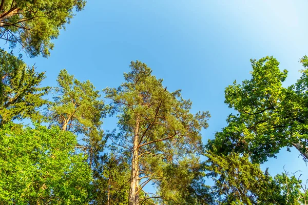 Krásné Vrcholky Zelených Stromů Proti Modré Obloze Slunečného Jasného Dne — Stock fotografie