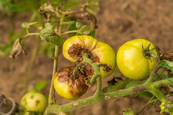 Tomat Dipengaruhi Oleh Phytophthora Phytophthora Infestans Kebun Close Pertarungan Melawan — Stok Foto