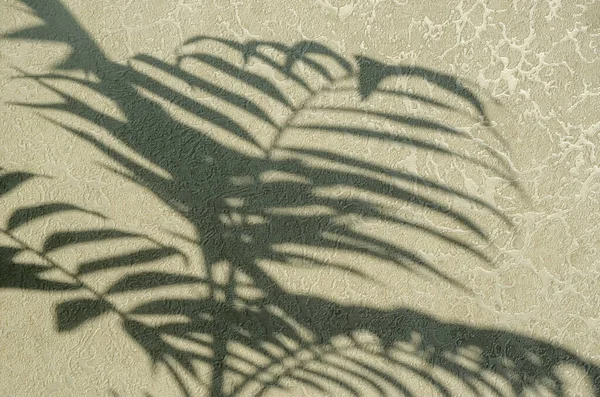 Schaduw Een Lichte Muur Van Een Kamerplant Met Grote Bladeren — Stockfoto