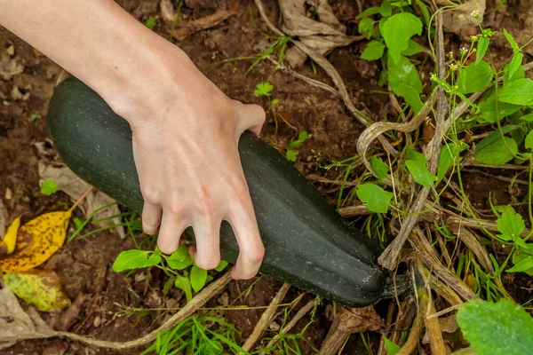 Tangan Wanita Merobek Zucchini Hijau Matang Taman Close Panen — Stok Foto