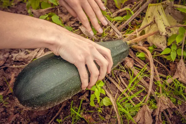 Tangan Wanita Merobek Zucchini Hijau Matang Taman Close Panen — Stok Foto