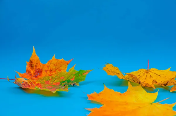 Herbstliche Ahornblätter Nahaufnahme Auf Blauem Hintergrund Mit Kopierraum Minimalistisch Schöner — Stockfoto