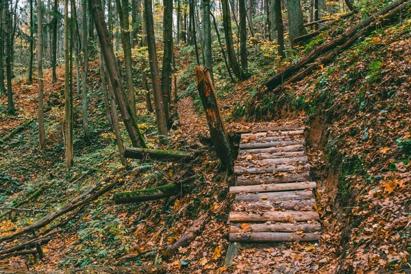 Деревянная Лестница Осеннем Лесу Небольшой Рекой Красивый Осенний Пейзаж Лесу — стоковое фото