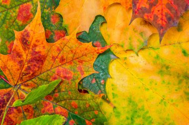 Parlak, güzel akçaağaç yapraklarından oluşan güzel bir arka plan, üst manzara. Güzel sonbahar akçaağaç yapraklarının parlak arka planı.