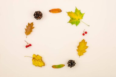 Sonbahar yaprakları, akçaağaç, meşe, meşe palamutları, kozalaklar, arka planda beyaz bir dağ külleri fotokopi alanı, üst manzara. Düz konum, yuvarlak çerçeve, ikon, üst manzara. Sonbahar arkaplanı