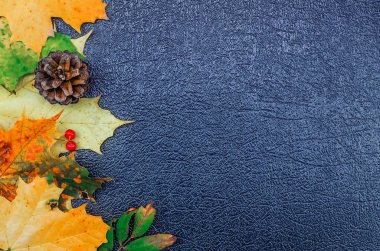 Sonbahar yapraklı parlak sonbahar arka planı, Rowan böğürtleni, mavi desenli arka planda çam kozalağı, uzay kopyası, üst manzara. Güzel sonbahar arkaplanı