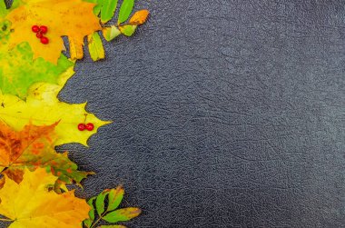 Sonbahar yapraklı parlak bir sonbahar arkaplanı, siyah desenli arka planda Rowan böğürtlenleri, uzay kopyası, üst manzara. Güzel sonbahar arkaplanı