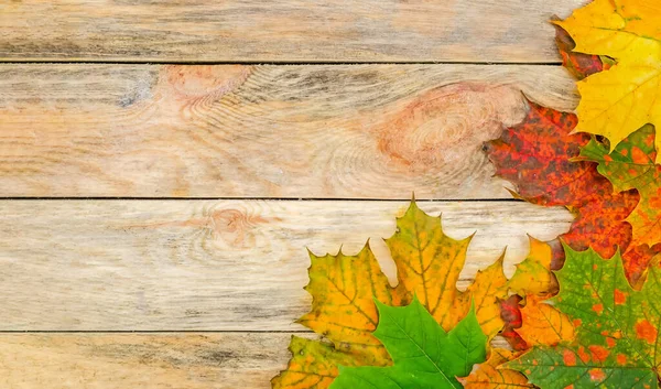 Schöne Helle Herbstblätter Auf Einem Hölzernen Hintergrund Der Seite Mit — Stockfoto