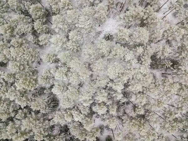 Kar Yağışı Sonrası Karla Kaplı Bir Ormanın Hava Görüntüsü Kardaki — Stok fotoğraf