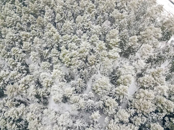 Aerial view of a snow-covered evergreen forest after a snowfall. Tops of coniferous trees in the snow, view from a drone.
