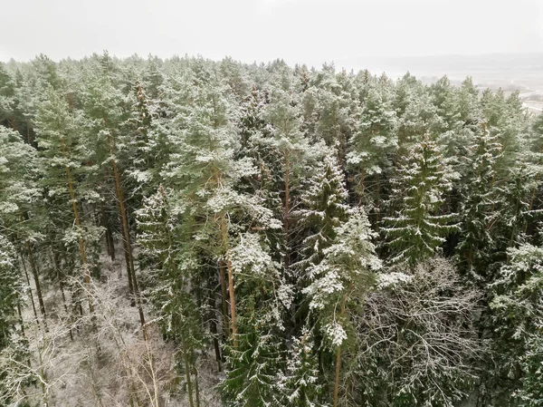 Evergreen Pine Spruce Forest Karlı Bir Kış Gününde Drone View — Stok fotoğraf