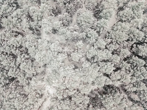 Légi Kilátás Egy Hófödte Örökzöld Erdő Után Egy Hóesés Tűlevelű — Stock Fotó