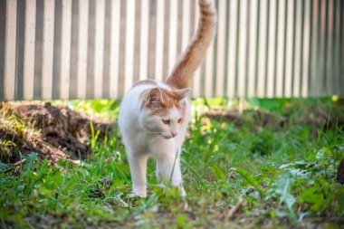Güzel beyaz ve turuncu kedi, açık güneşli bir günde, yeşil çimlerin üzerinde metal bir çite karşı duruyor, yanında küçük bir gökkuşağı var.