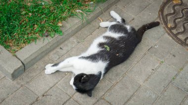 Kaldırımda uyuyan siyah beyaz kedi. Ağacın altında, üst tarafta.