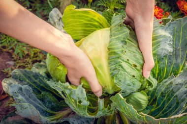 Kadınların elleri bahçede taze yeşil lahana tutuyor. Yakın çekim, üst görüş. Sonbaharda hasat et.