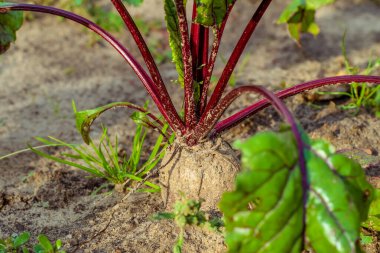 Pancarlar yakın plan çekimde dışarı fırlıyor. Hasat et