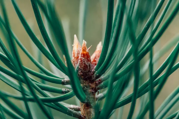 Naaldhout Achtergrond Macro Jonge Naaldbomen Een Dennenboom Macrofotografie — Stockfoto