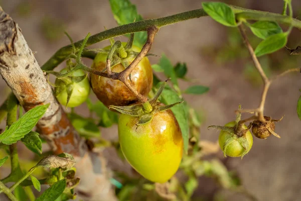 Tomat Dipengaruhi Oleh Phytophthora Phytophthora Infestans Kebun Close Pertarungan Melawan — Stok Foto