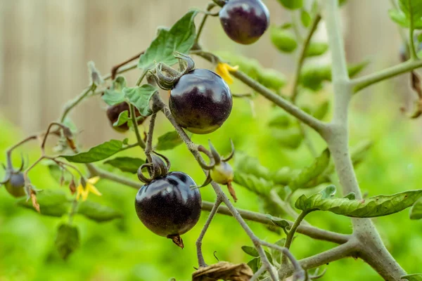 Berbagai Tomat Hitam Pada Cabang Dekat Taman Panen — Stok Foto