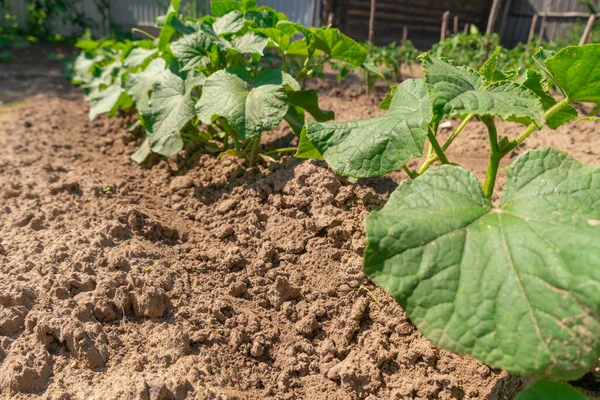 Green cucumber leaves on a garden bed on a Sunny day. Growing vegetables. Agricultural industry.