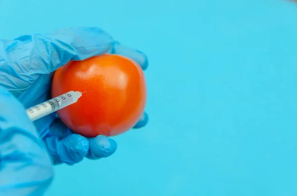 hand in blue gloves pricks a red tomato on a blue background with a syringe. A GMO specialist injects liquid from a syringe into a red tomato. Genetically modified products, food concept.