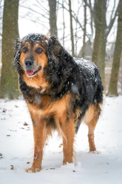 Portrait Beautiful Full Length Dog German Shepherd Snow Winter Day — Stock Photo, Image