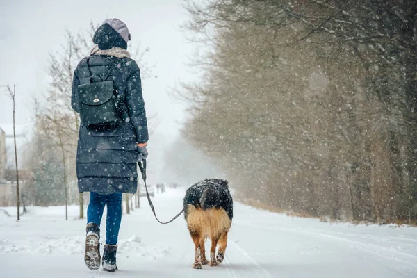 Young woman in a winter jacket, boots, with a backpack walks with a beautiful large shepherd dog on a snowy winter day in the dol of the park. Photo from the back