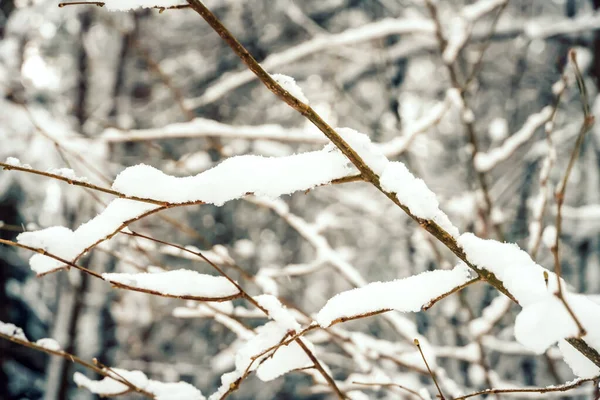 Branches Rapprochées Recouvertes Beaucoup Neige Belle Photo Hiver Fond — Photo