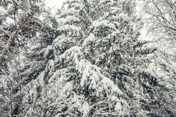 Kış Ormanındaki Karda Kozalaklı Ağaçlar Karla Kaplı Ormanın Güzel Kış — Stok fotoğraf
