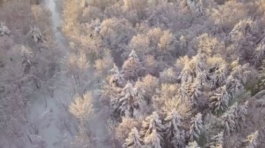 Kış ormanı doğası karla kaplı kış ağaçları manzarası. Eğlence seyahati ve turizm buzlu ağacı açık renkli hava fotoğrafçılığının tepesinde. Gökyüzü ufukta görünüyor. Kamera dikey aşağı bakıyor.
