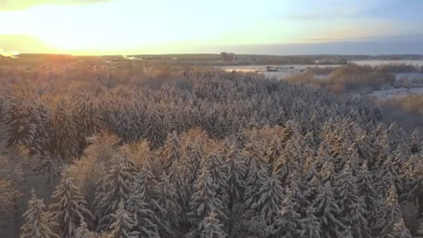 Bosque Invierno Naturaleza Nevada Árboles Invierno Paisaje Horizonte Una Fábrica — Vídeos de Stock