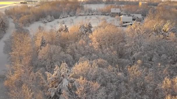 Foresta Invernale Natura Innevata Alberi Invernali Paesaggio Nel Mezzo Della — Video Stock