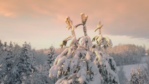 Karla Kaplı Bir Köknar Ağacının Tepesindeki Bir Dronun Üzerindeki Hava — Stok video