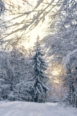 Güzel kış manzarası karla kaplı yaprak döken orman ve tek bir ladin. Muhteşem, büyülü kış ormanı. Dikey fotoğraf