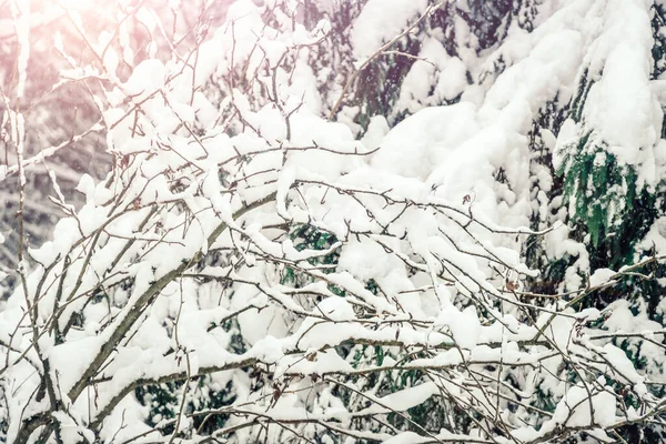 Rami Sono Coperti Molta Neve Bella Foto Invernale Alberi Innevati — Foto Stock