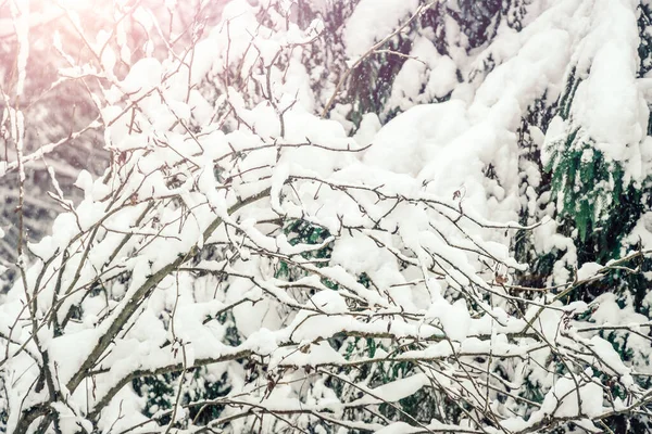 Les Branches Sont Couvertes Beaucoup Neige Belle Photo Hiver Arbres — Photo