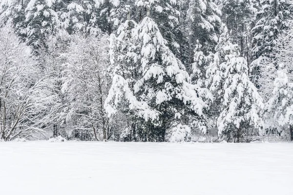 Árboles Coníferas Nieve Bosque Invernal Hermoso Paisaje Invernal Bosque Cubierto — Foto de Stock