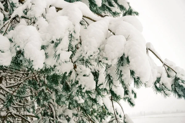 Gros Plan Une Branche Épinette Couverte Neige Beaucoup Neige Sur — Photo